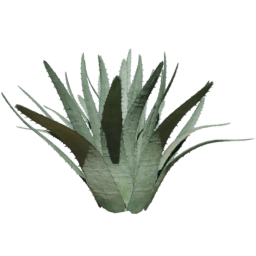 Agave americana A summer