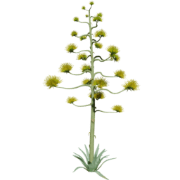 Agave americana B spring