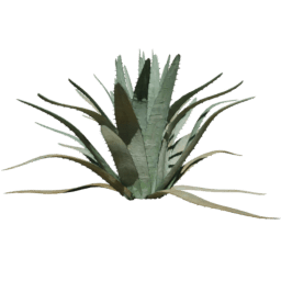 Agave americana B summer