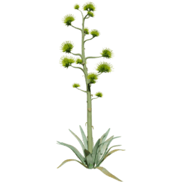 Agave americana C spring