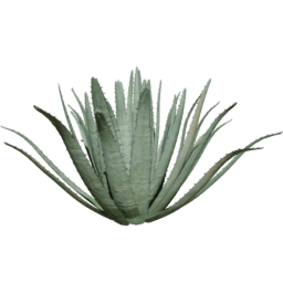 Agave americana C summer