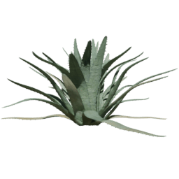 Agave americana D summer