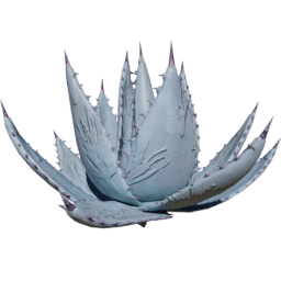 Agave parryi A spring summer autumn