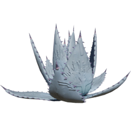 Agave parryi B spring summer autumn