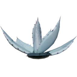 Agave parryi C spring summer autumn