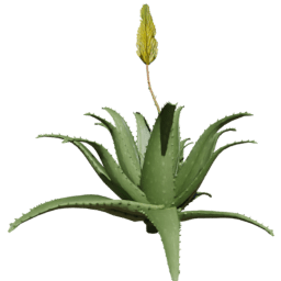 Aloe vera A spring