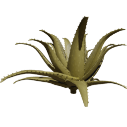 Aloe vera A summer autumn