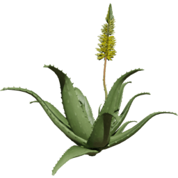 Aloe vera B spring