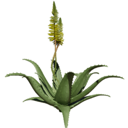 Aloe vera C spring