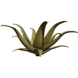 Aloe vera C summer autumn