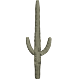 Carnegiea gigantea A spring summer