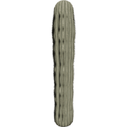 Carnegiea gigantea C spring summer