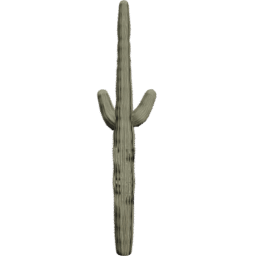 Carnegiea gigantea D spring summer