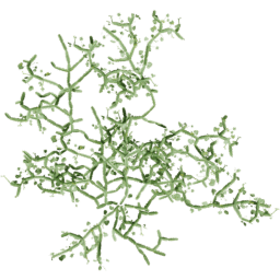 Cissus quadrangularis A spring