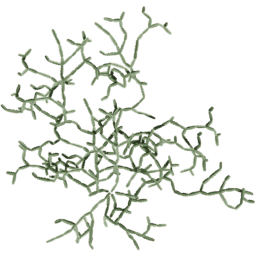 Cissus quadrangularis A summer