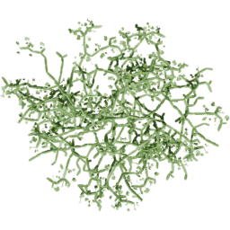 Cissus quadrangularis B spring