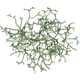 Cissus quadrangularis B summer