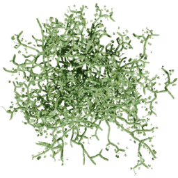 Cissus quadrangularis C spring