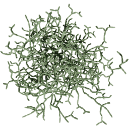 Cissus quadrangularis C summer