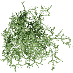 Cissus quadrangularis D spring