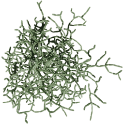 Cissus quadrangularis D summer