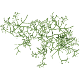 Cissus quadrangularis E spring