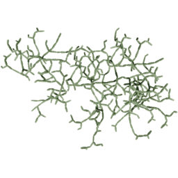 Cissus quadrangularis E summer