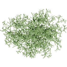 Cissus quadrangularis F spring