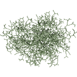 Cissus quadrangularis F summer