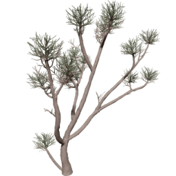 Euphorbia tirucalli A spring summer autumn