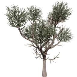 Euphorbia tirucalli B spring summer autumn