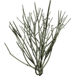 Euphorbia tirucalli C spring summer autumn