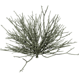 Euphorbia tirucalli D spring summer autumn