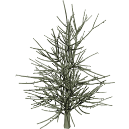 Euphorbia tirucalli E spring summer autumn