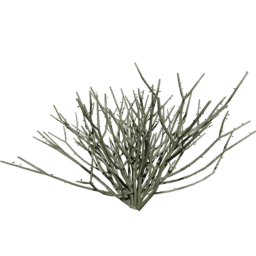 Euphorbia tirucalli F spring summer autumn