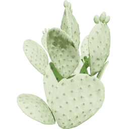 Opuntia humifusa A summer