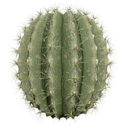 Parodia magnifica A spring summer