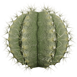 Parodia magnifica B spring summer