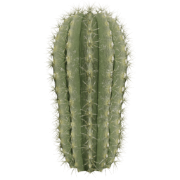 Parodia magnifica C spring summer