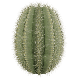 Parodia magnifica D spring summer