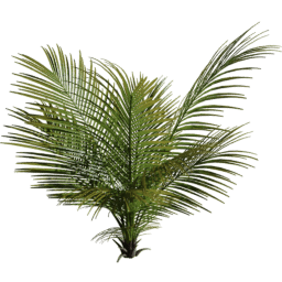 Nypa fruticans A summer