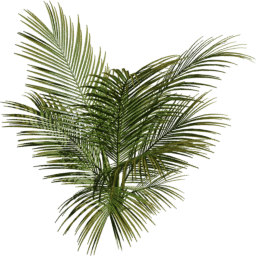 Nypa fruticans B summer