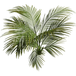 Nypa fruticans C summer