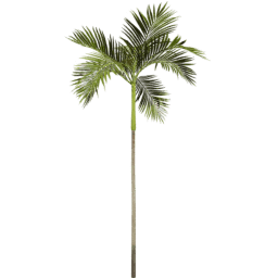 Areca catechu A spring summer
