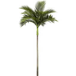 Areca catechu B spring summer