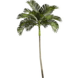 Areca catechu C spring summer