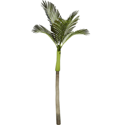 Areca catechu D spring summer