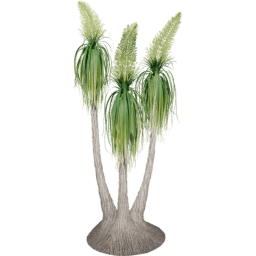 Beaucarnea recurvata A spring