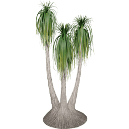 Beaucarnea recurvata A summer