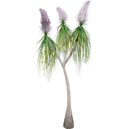 Beaucarnea recurvata B spring